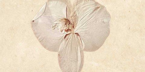 ONLY5PETALS-BrunoSanfilippo