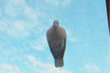 image.jpeg