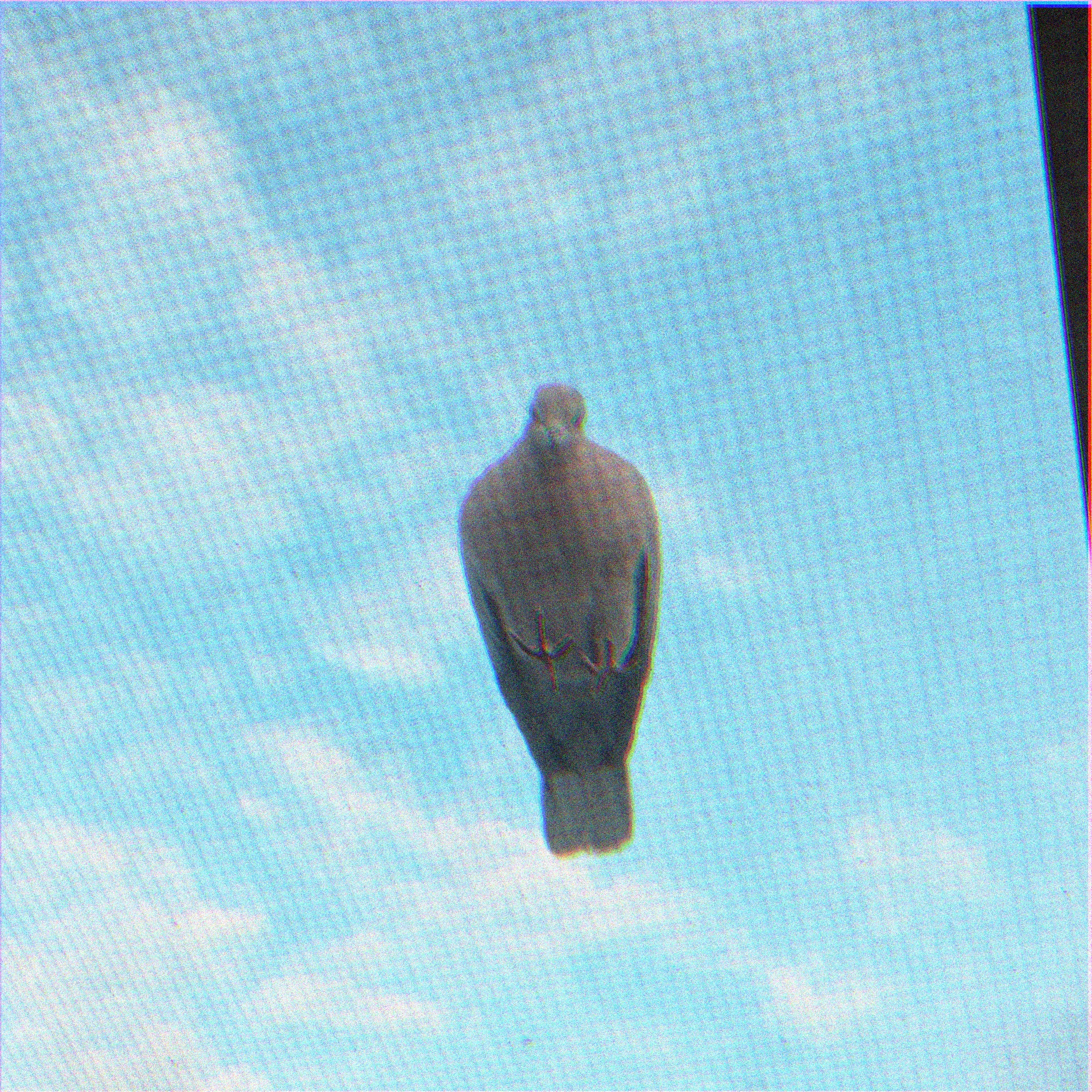 image.jpeg