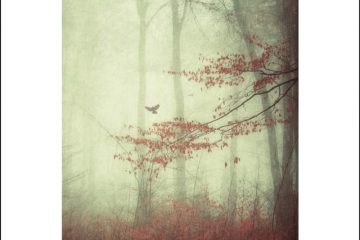 cover-20.jpg
